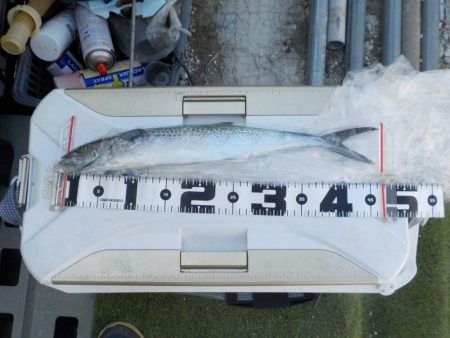 初サワラキャスティング〜タツ建丸〜