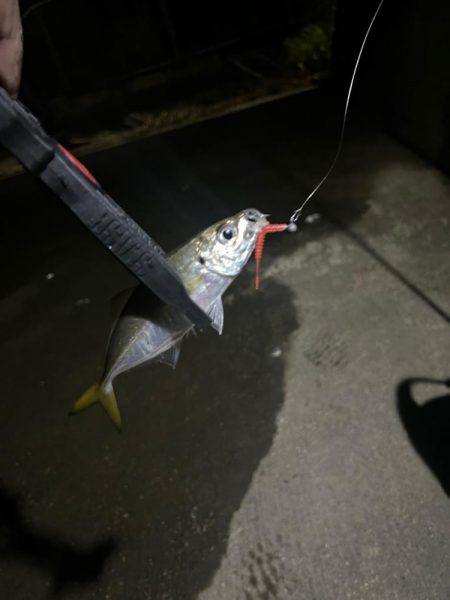 ちょっと夜アジングに