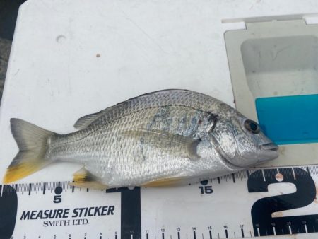 降りそで降らない、のんびりちょい投げDAY…