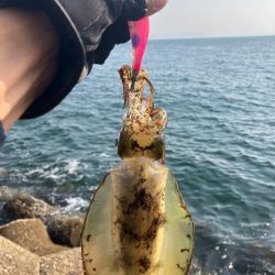 デイエギング　4投で2杯のアオリGET＼(^^)／