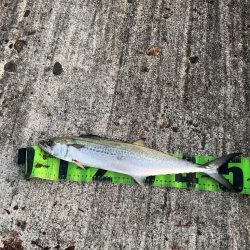 筆頭竿ガシラ！！！