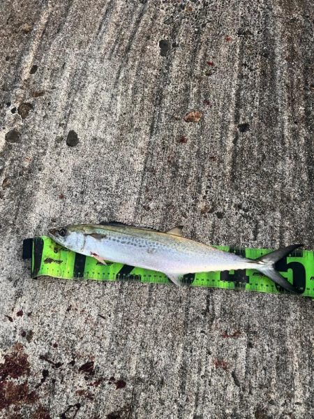 筆頭竿ガシラ！！！