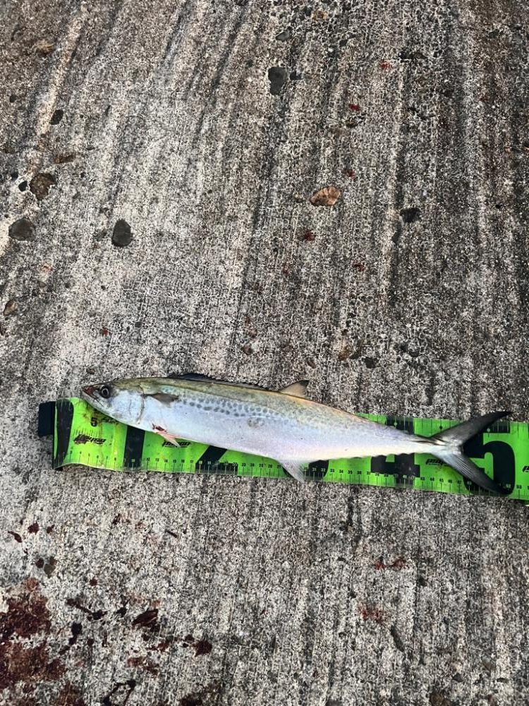 筆頭竿ガシラ!!!