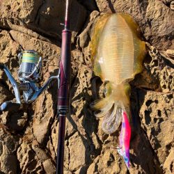 久しぶりの沖磯