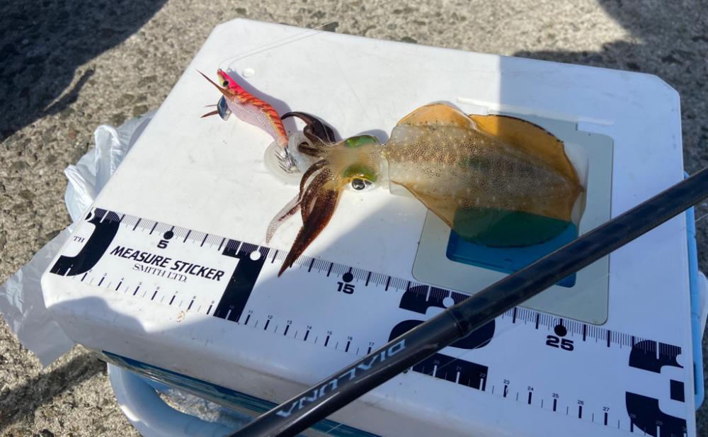 ちょい投げシロギスタの二刀流再び