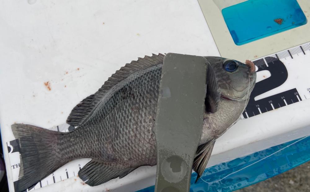 ちょい投げシロギスタの激シブキス