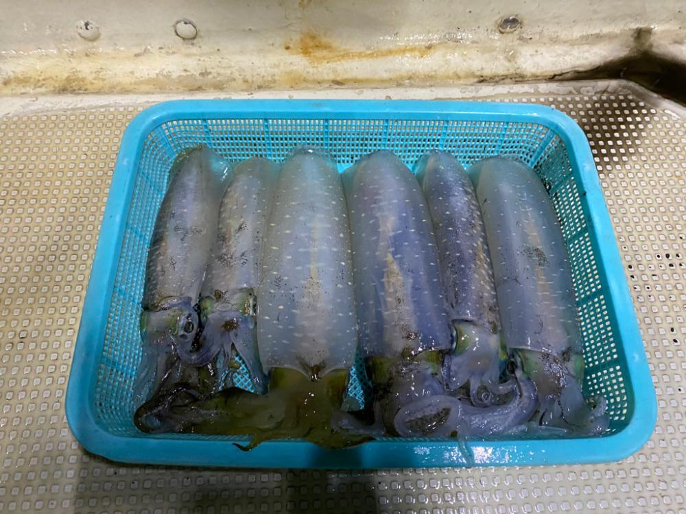 鯛andイカリレー