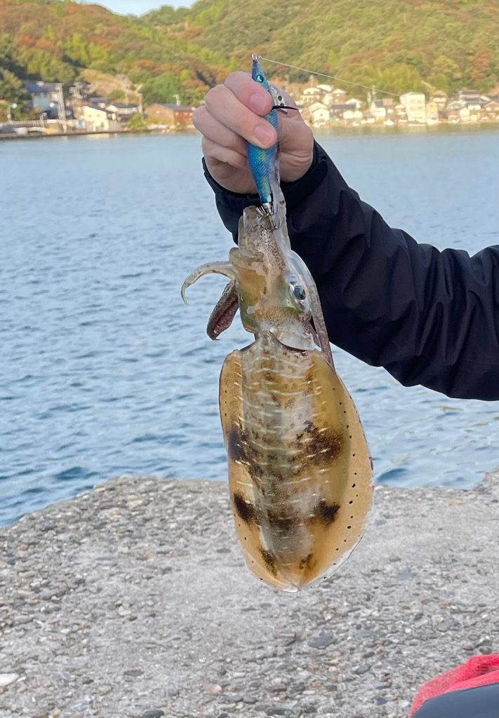 秋イカ終盤いいサイズ