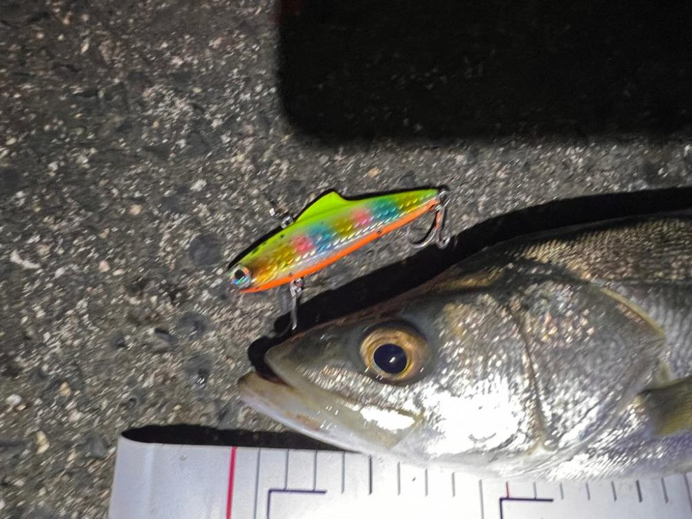 ミルクティー色の川で群れに遭遇