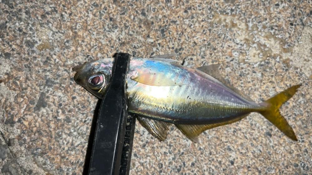 2日連チャン釣行でまた五目釣り♪