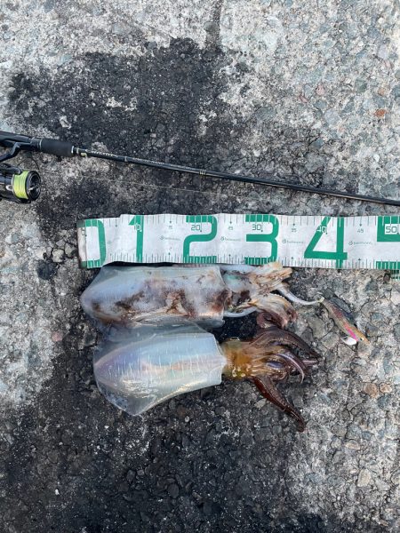 2023 佐渡ヶ島エギング 40回目【10…