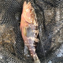 昼間からのアジング釣行にて….キジハタとは….