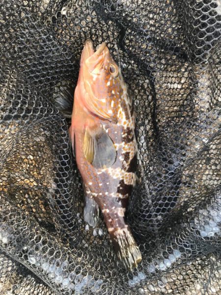 昼間からのアジング釣行にて….キジハタとは…