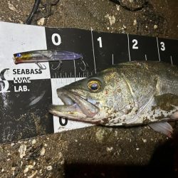 メモリアルフィッシュ