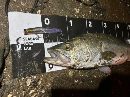 メモリアルフィッシュ