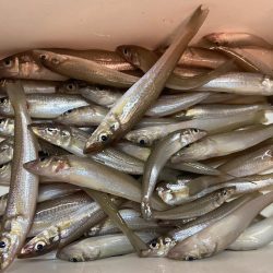 原点回帰のちょい投げシロギスtタ