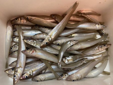 原点回帰のちょい投げシロギスtタ