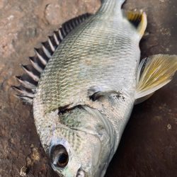 ヘチってきました