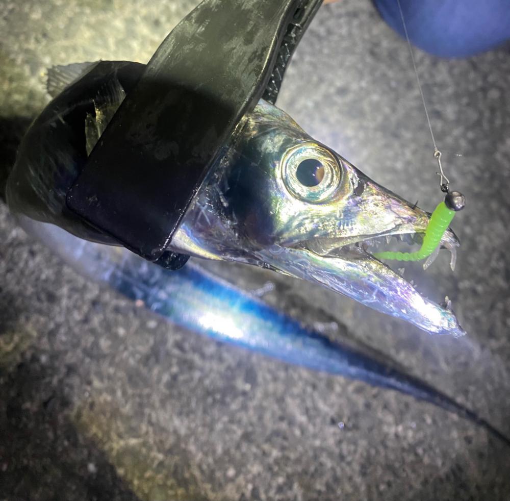 アジングでタチウオ