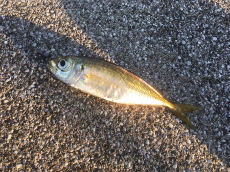 青物はまだかまだか