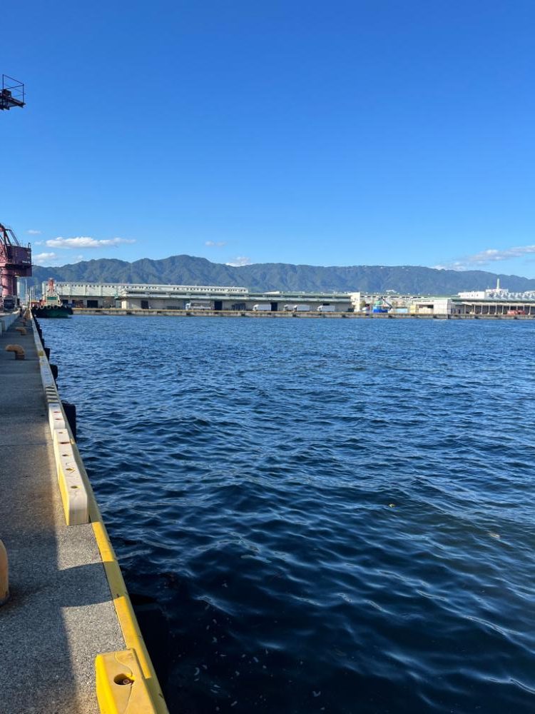 久しぶりの青物