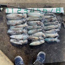 2023 佐渡ヶ島エギング 25回目【10…