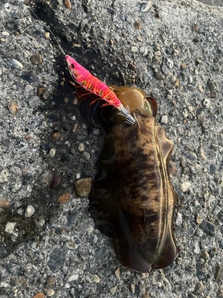 エギング、ショアジギング