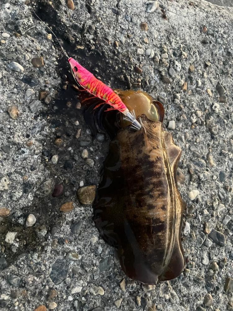 エギング、ショアジギング