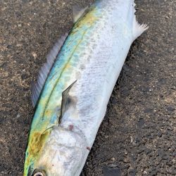 サゴりました。