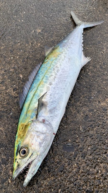 サゴりました。