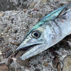 ジャックアイマキマキ サゴシスペシャル ブ…