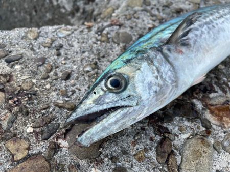 ジャックアイマキマキ サゴシスペシャル ブ…