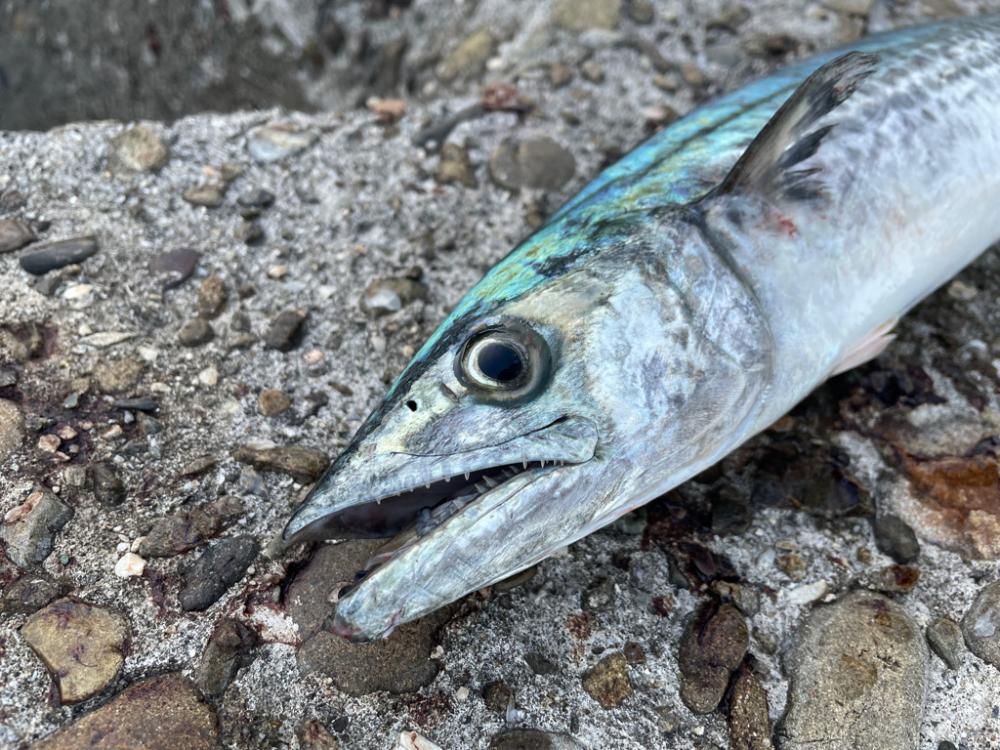 ジャックアイマキマキ サゴシスペシャル ブルピン青夜光ゼブラ