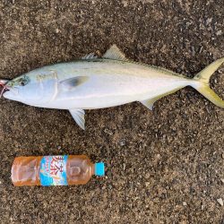 ショアジギとカワハギ釣り
