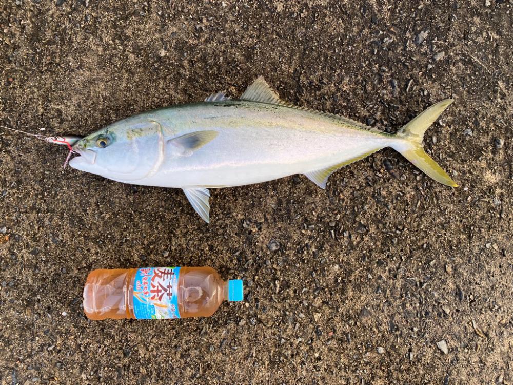ショアジギとカワハギ釣り