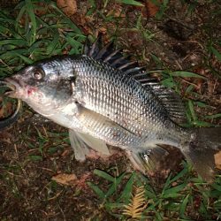 念願の淀川の年無しチヌをゲット