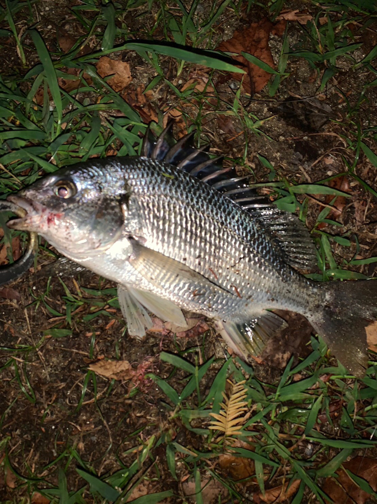 念願の淀川の年無しチヌをゲット