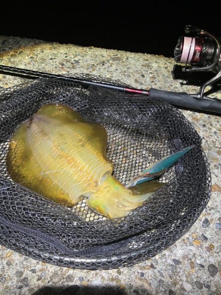 ナイトエギング　1投目は大事(^.^)