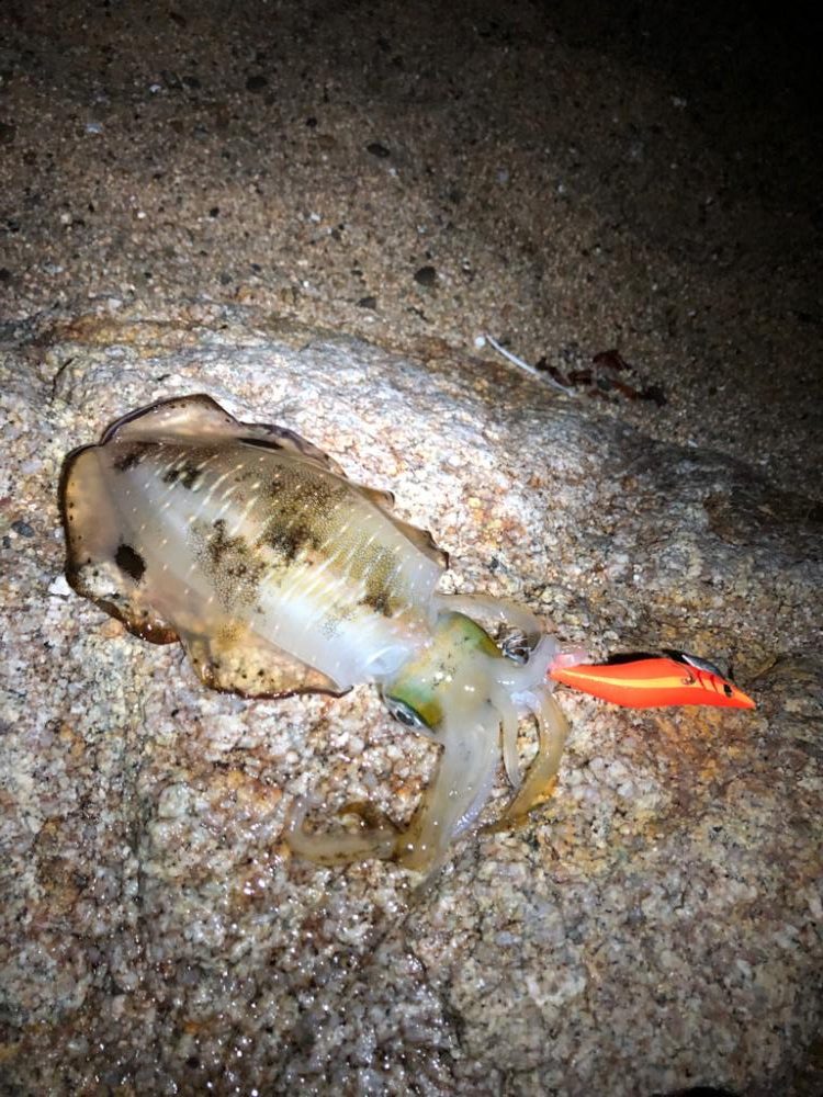 2連チャンエギング