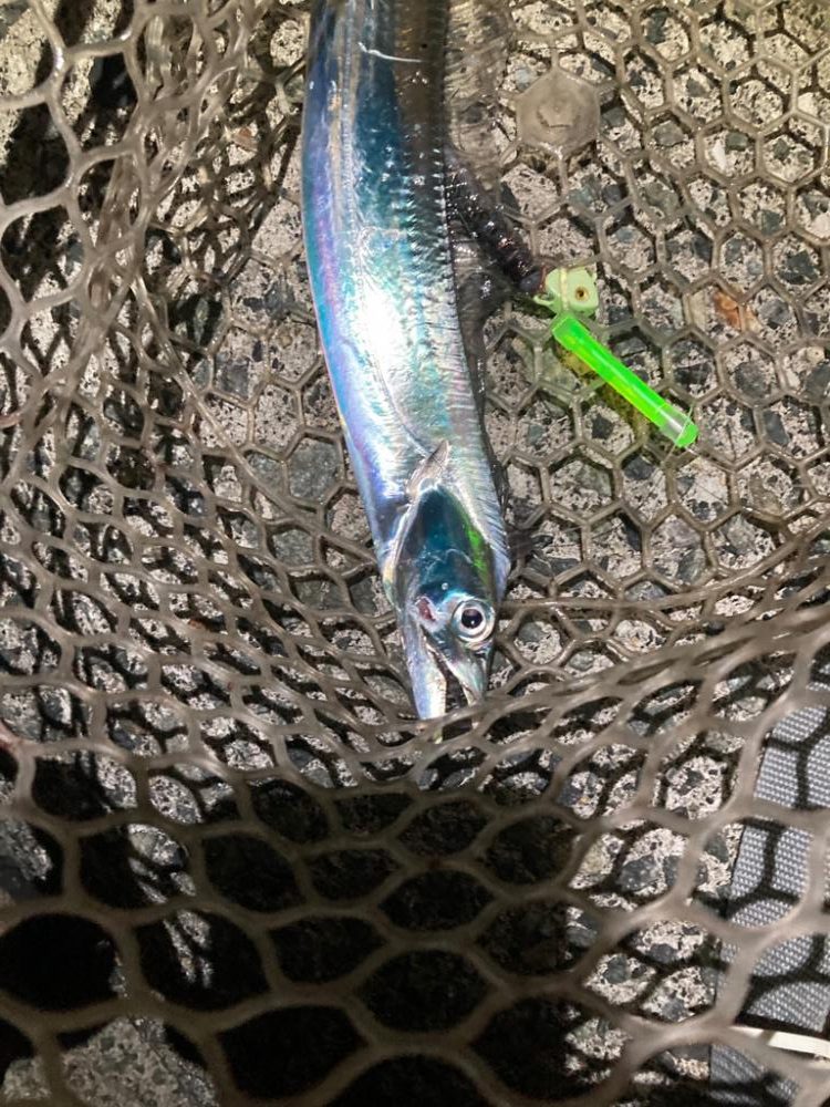 太刀魚6回目