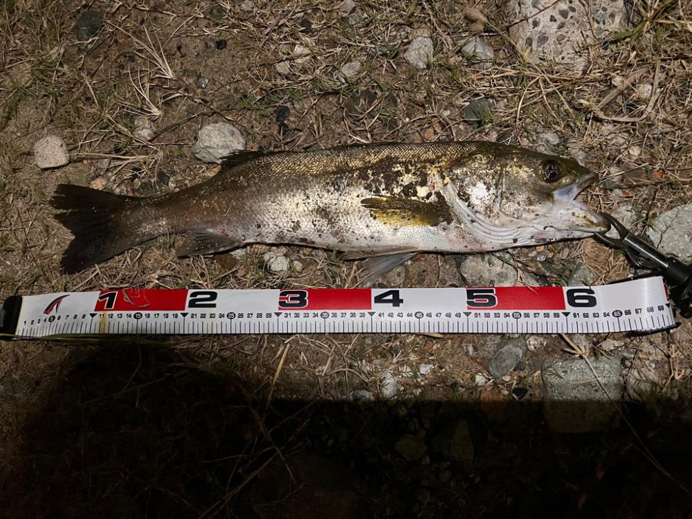 やる気シーバス