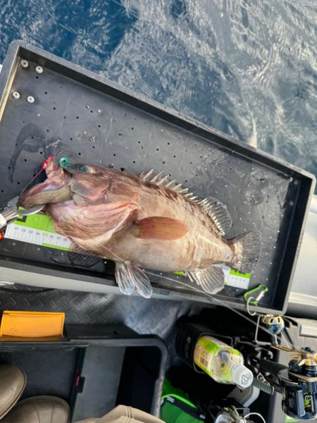 タイラバでマハタ