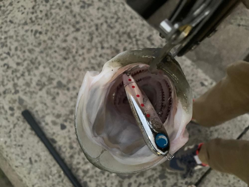 アオモノツリタイ