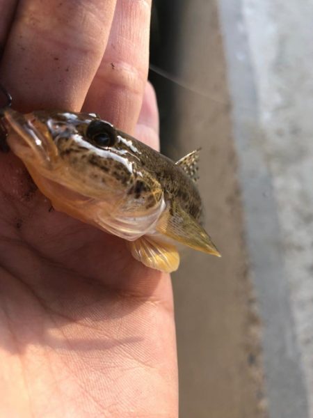 ハゼ釣り、、、？