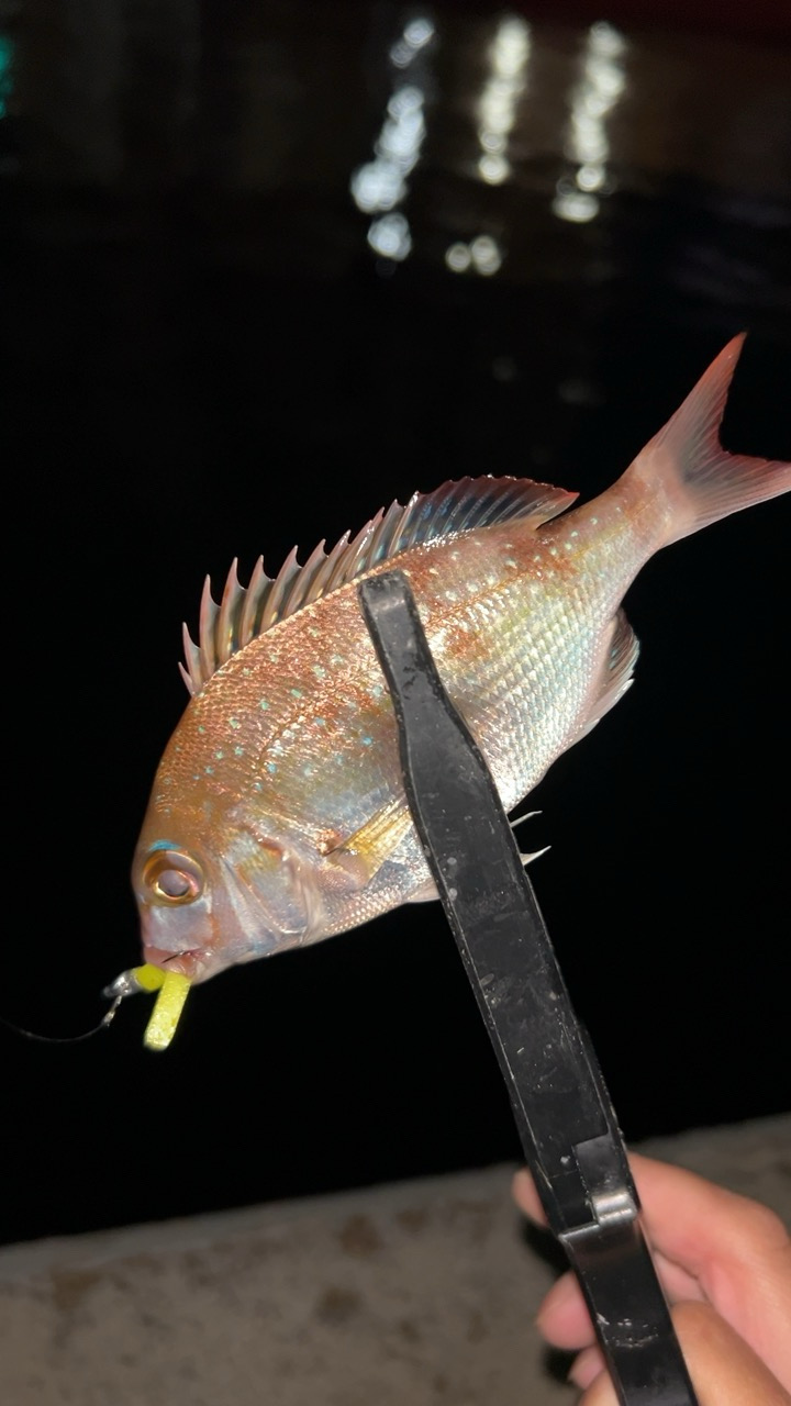 風強いのにアジングで六目達成!