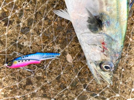 フリフリバイブ表層巻きでサゴシにゃ！