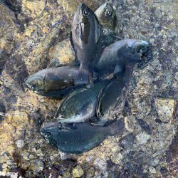 グレ高活性？！