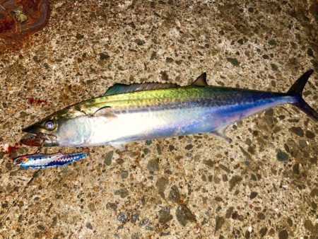 サゴシ祭りにエソ祭りにゃ！