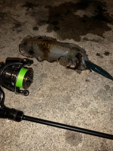 南紀のアオリイカ