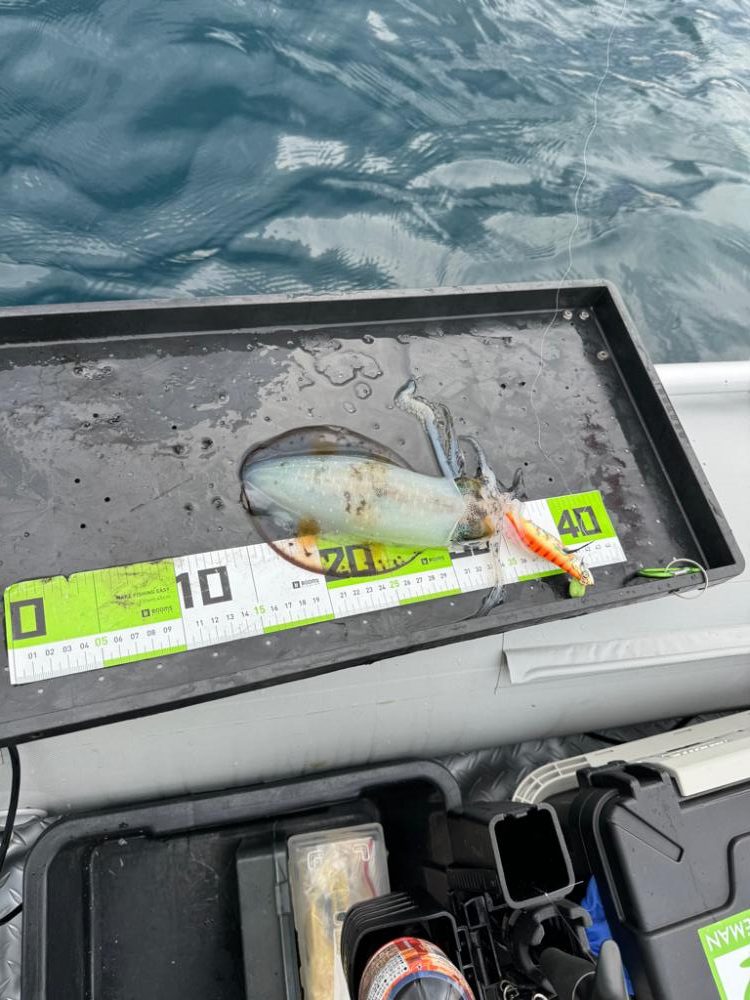 初ティップランエギング